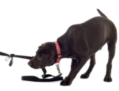 Dog Leashes